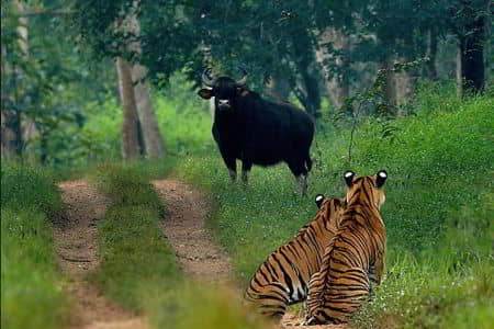 Bhadra Wildlife Sanctuary - Taxi Mangalore