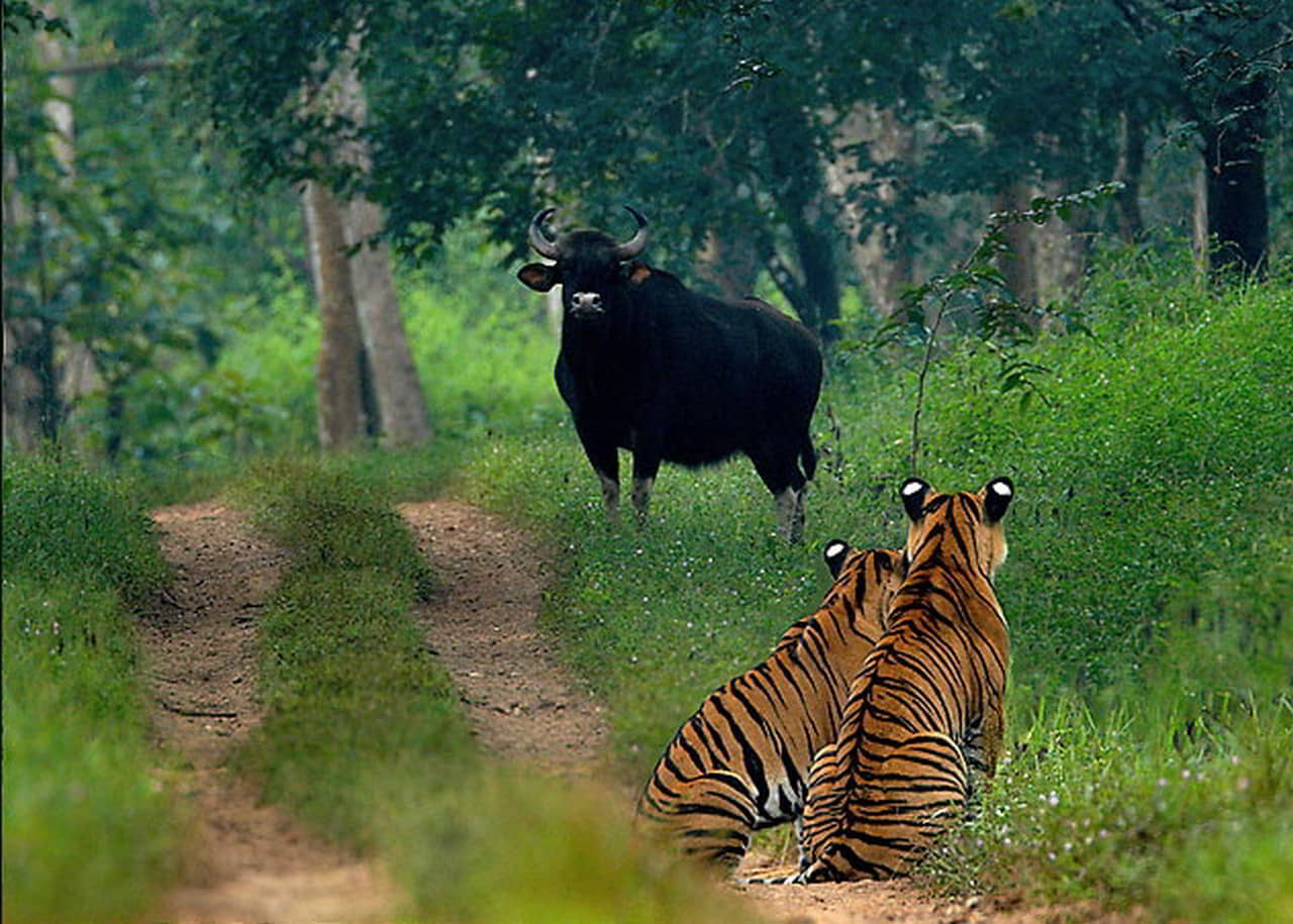 Bhadra Wildlife Sanctuary - Sangameshwara Travels - Taxi Mangalore