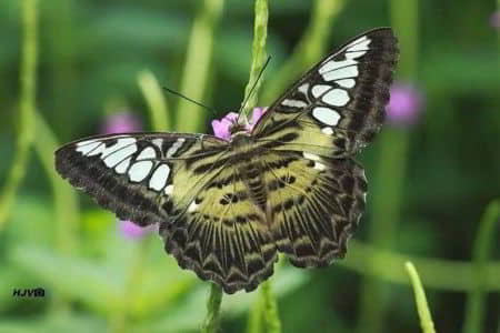 Sammilan Shetty’s Butterfly Park